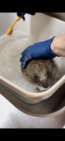 A gloved hand washes a soapy hedgehog in a basin of water, with a yellow toothbrush beside it.