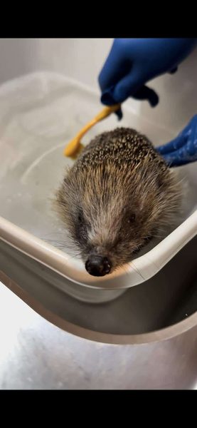 A hedgehog sits in a shallow metal basin of water while a gloved hand holds a yellow toothbrush.