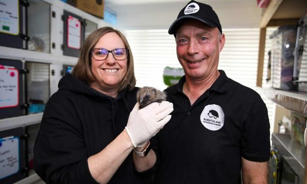 A smiling woman in a black hoodie and a man in a cap hold a small hedgehog in a room with enclosures behind.