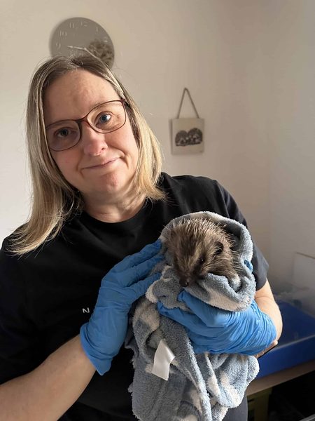 Sharon, wearing glasses and blue gloves, holds a hedgehog wrapped in a grey towel.