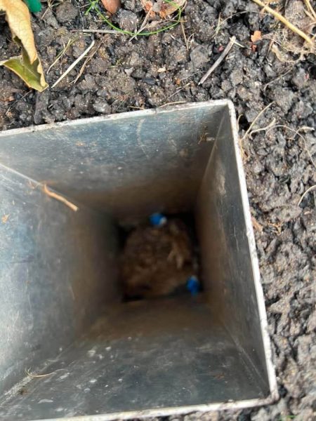 Hedgehog called AJ after her rescue and release in Cowdenbeath