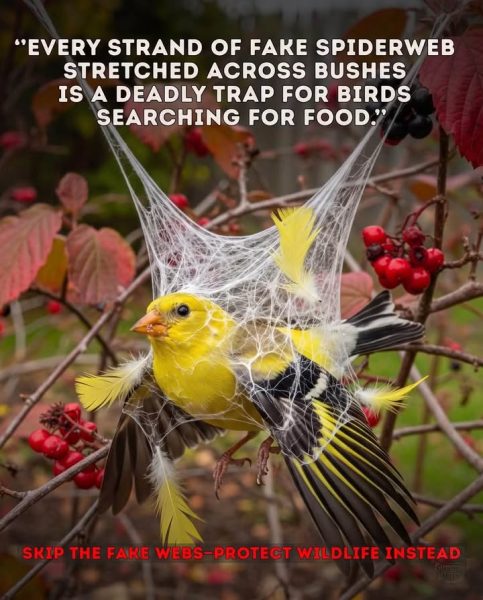 A yellow and black bird tangled in fake spiderweb on a berry bush, with a caption warning of the danger to birds.