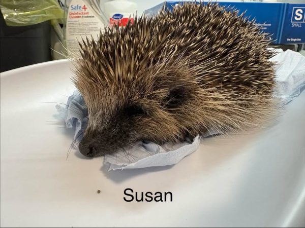 Hedgehog called Susan being released back into the wild in Auchtermuchty
