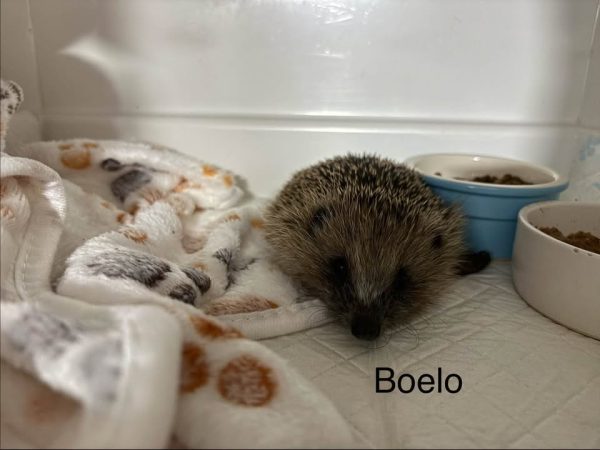 A hedgehog rests on a soft spotty blanket in a white enclosure, beside a blue bowl and a white bowl of food.