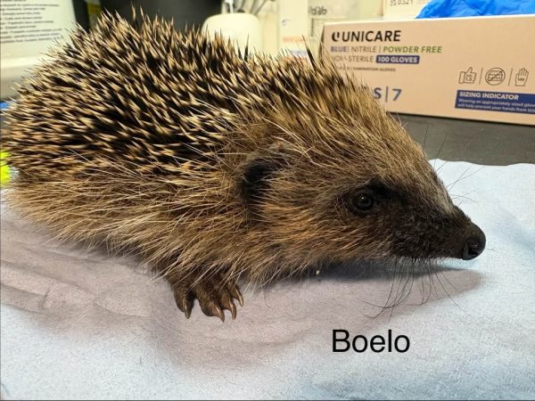 Side view of a hedgehog with brown and cream spines standing on a pale blue cloth, facing right, with a glove box behind.