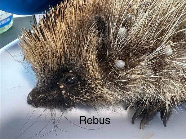Close-up of a hedgehog in profile on a white tray, with several grey ticks on its ear and face and the caption "Rebus".