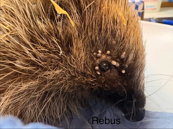 Close-up of a hedgehog's face with a cluster of small grey ticks around its eye, resting on a blue cloth, captioned "Rebus".