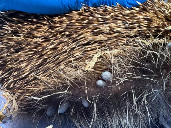 Close-up of a hedgehog's spines and fur, with several swollen grey ticks attached to the skin near the edge of the spines.