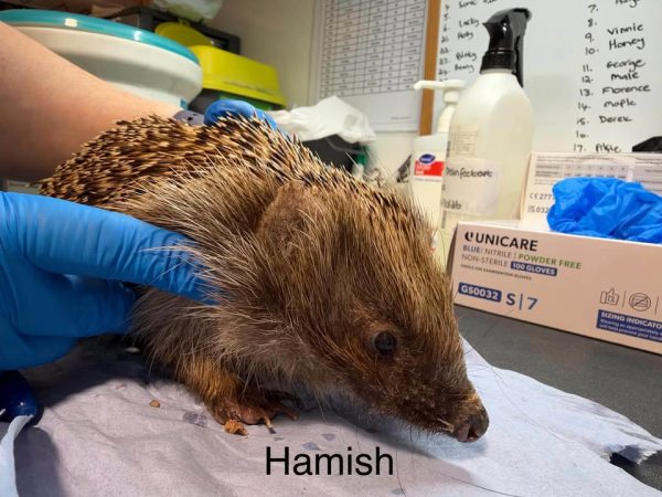Gloved hands hold a hedgehog named Hamish on a blue examination sheet, with gloves and a spray bottle behind.