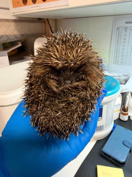 A hedgehog curled into a ball sits in a blue-gloved hand in a workroom, with a yellow note and a phone on the bench behind.