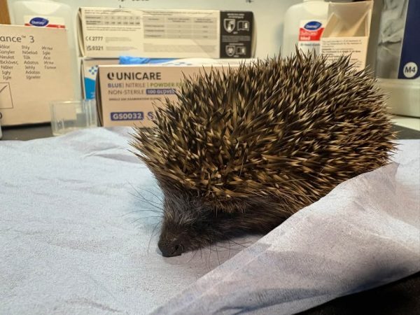 Two small hedgehogs newly admitted to the rescue