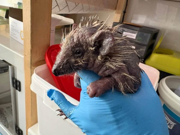 Gloved hand holding a hedgehog with sparse, patchy spines and bare, wrinkled grey skin.