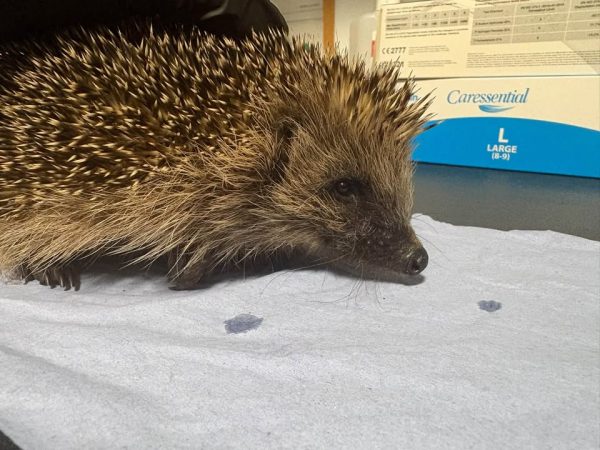 Hedgehog photographed during the day that is poorly with lungworm
