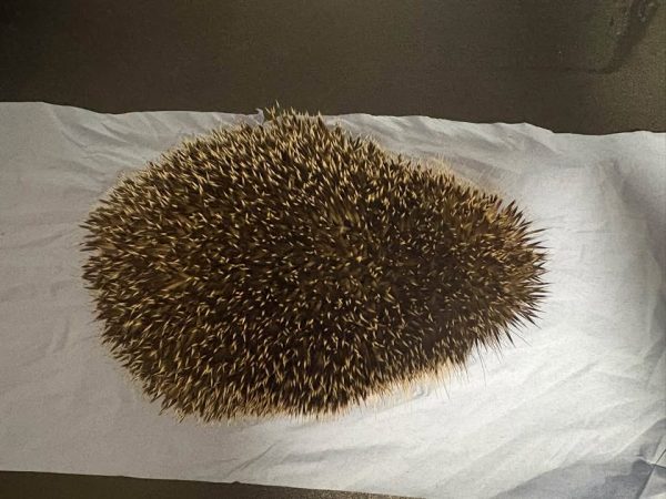 Hedgehog seen from above on a white paper sheet, its dense spiny back filling an oval shape.