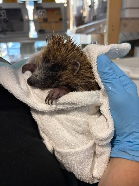 Bertie II the hedgehog being released back into a garden in Auchtermuchty