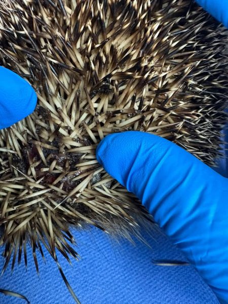 Gloved fingers hold back spines to show a dark, scabbed area of skin on a hedgehog.