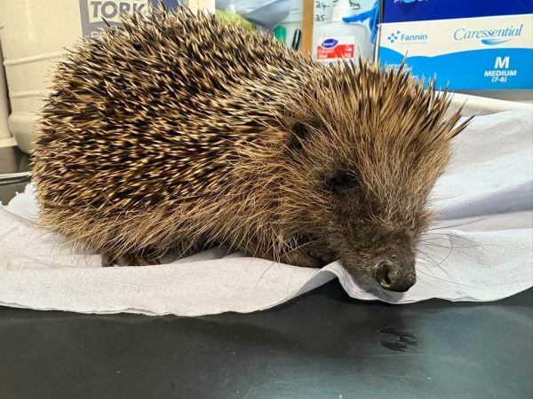 Aurora the hedgehog during her rescue and release