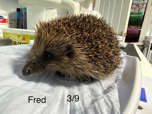 Fred the hedgehog sits on a white pad in a clinic, with a label reading "Fred 3/9" beneath.
