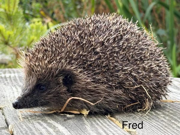 Fred the hedgehog stands on weathered wooden boards with a few strands of straw on its fur and greenery behind.