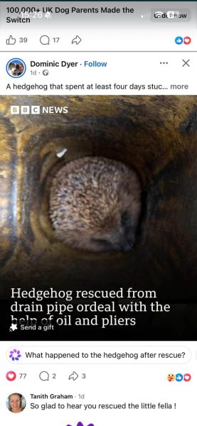 Phone screenshot of a BBC News post about a hedgehog rescued from a drain pipe, showing a hedgehog curled inside a pipe.