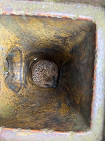 Hedgehog curled up inside a rusty square drain shaft, seen from above, with a round side opening beside it.