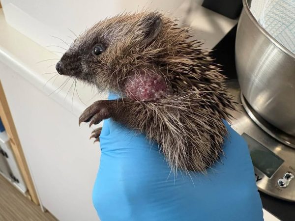 Hedgehogs Haaland and Dandelion being released back into the wild