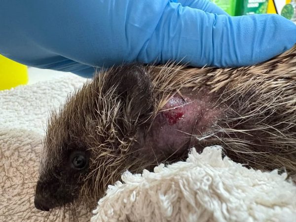 Close view of a hedgehog resting on a white towel, with a small red wound on its neck and a blue-gloved hand on its back.