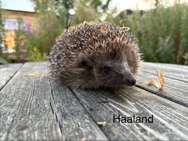 Haaland the hedgehog on a weathered wooden table in a garden, facing the camera with dry leaf fragments around.