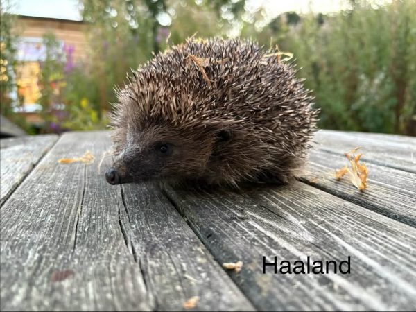 Haaland the hedgehog seen from the side on a wooden garden table, with flowers and greenery blurred behind.