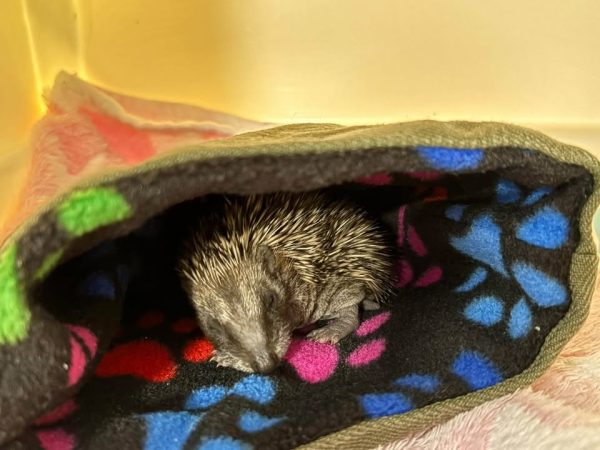 A tiny hedgehog curled up asleep inside a fleece pouch with a colourful paw-print pattern.