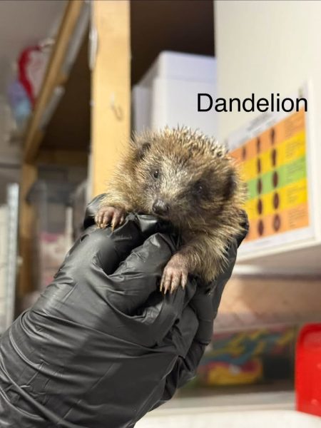 Dandelion the hedgehog held in a black-gloved hand indoors, with shelves and a colour chart behind.