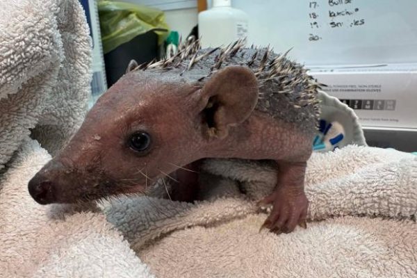 Patrick the hoglet, recovering from ringworm at the rescue